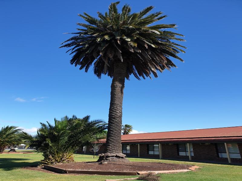 The Finley Palm Motor Inn