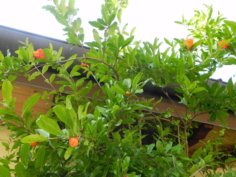 Caterina Residence image