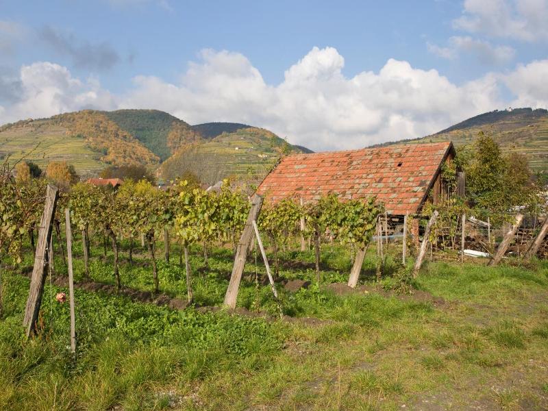 Ad Vineas Gästehaus Nikolaihof-hotel Garni image