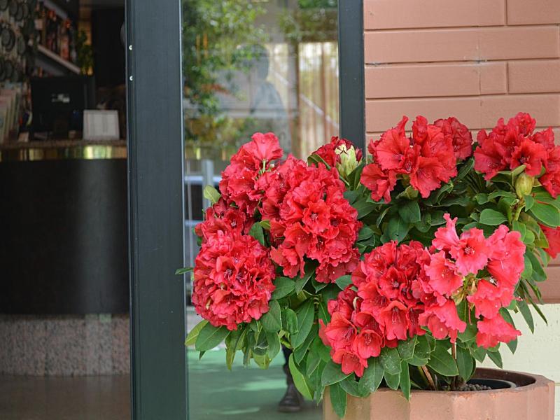 Hotel Zani image