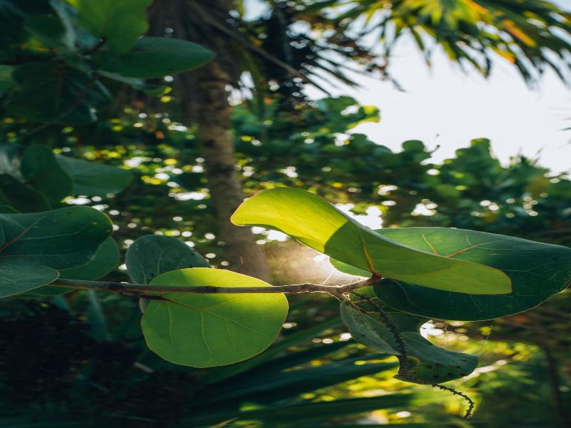 Ikal Tulum Hotel image
