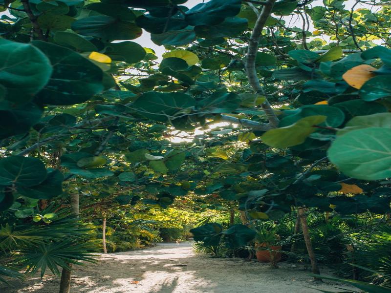 Ikal Tulum Hotel image