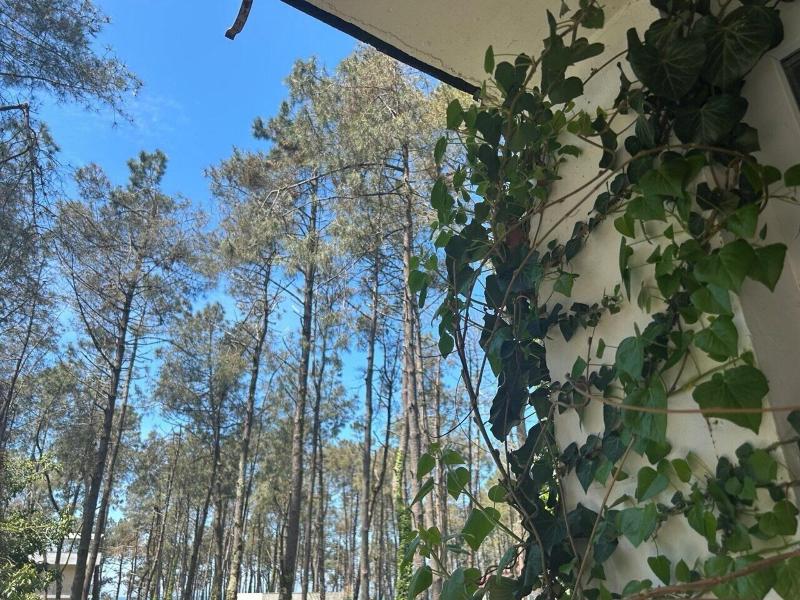 Simple Pleasures Shekvetili Hotel image