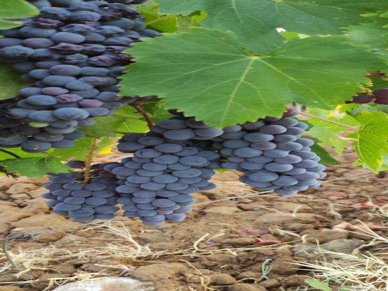 Castel Brunello image