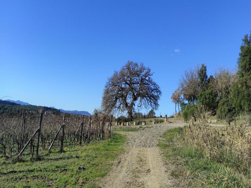 Castel Brunello image
