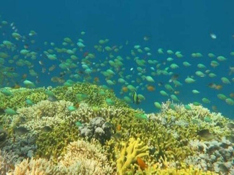Maha Nusa Menjangan image