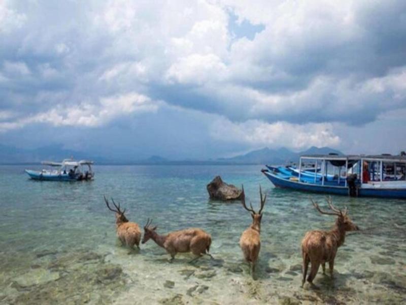 Maha Nusa Menjangan image