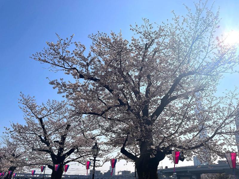 Hotel Amanek Asakusa Sakurabashi image