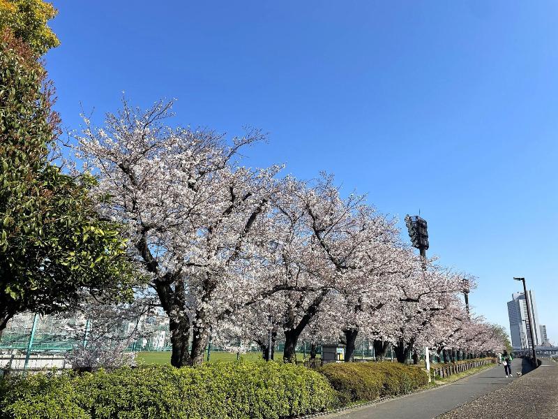 Hotel Amanek Asakusa Sakurabashi image