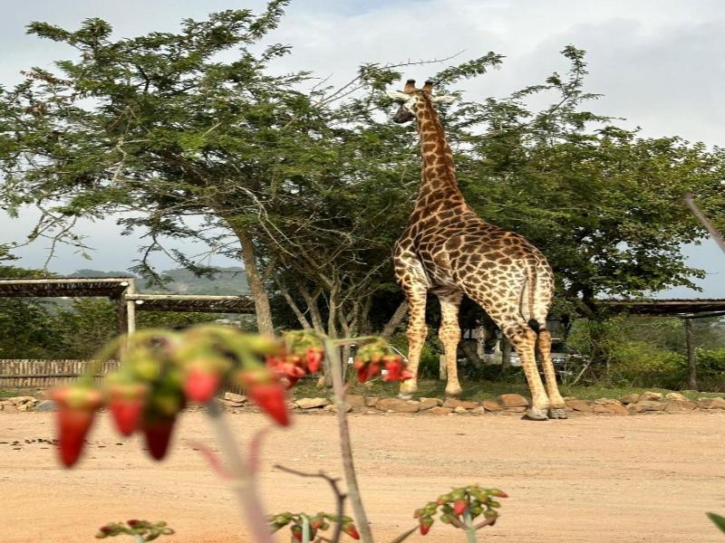 Ndhula Luxury Tented Lodge image