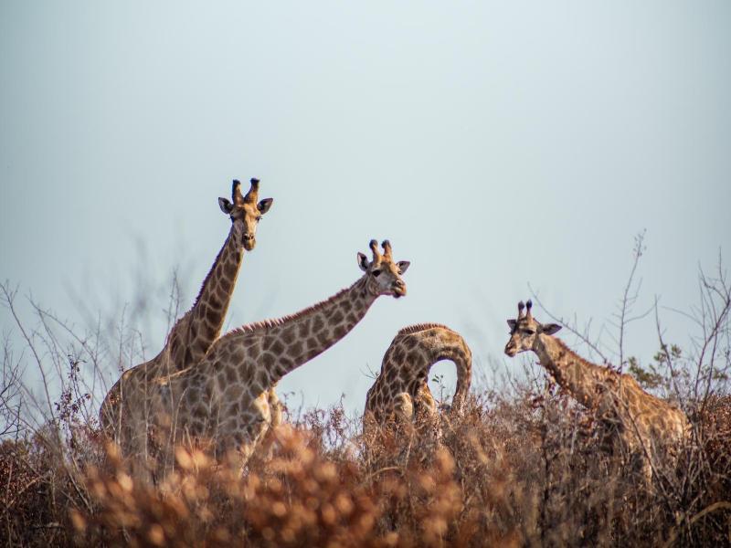Ndhula Luxury Tented Lodge image