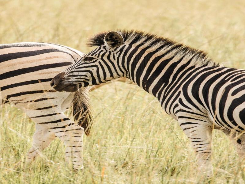 Ndhula Luxury Tented Lodge image