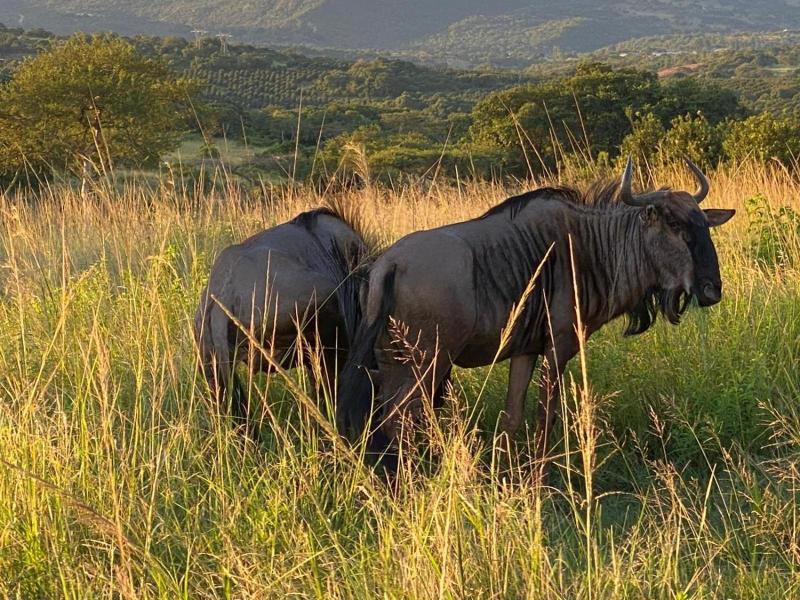 Ndhula Luxury Tented Lodge image