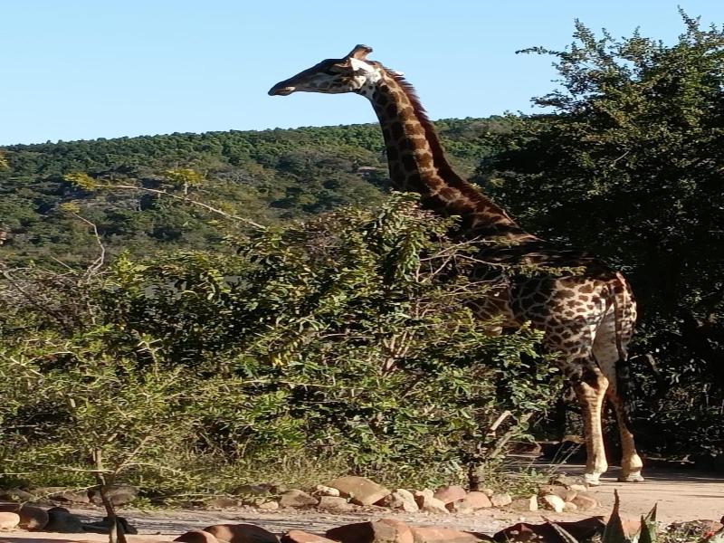 Ndhula Luxury Tented Lodge image