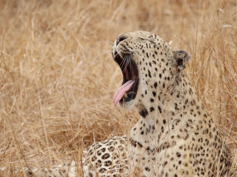 Phelwana Game Lodge image