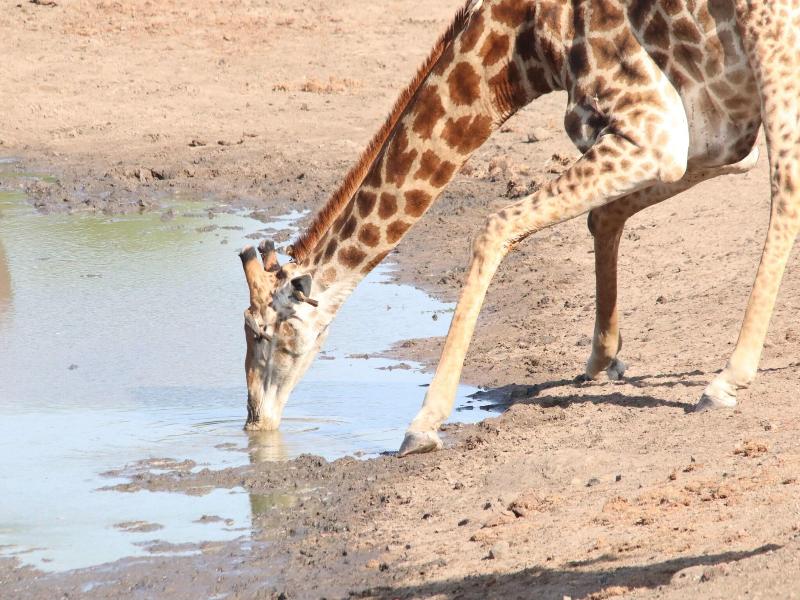 Phelwana Game Lodge image