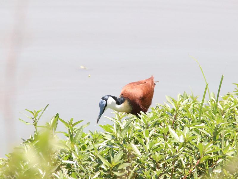 Phelwana Game Lodge image