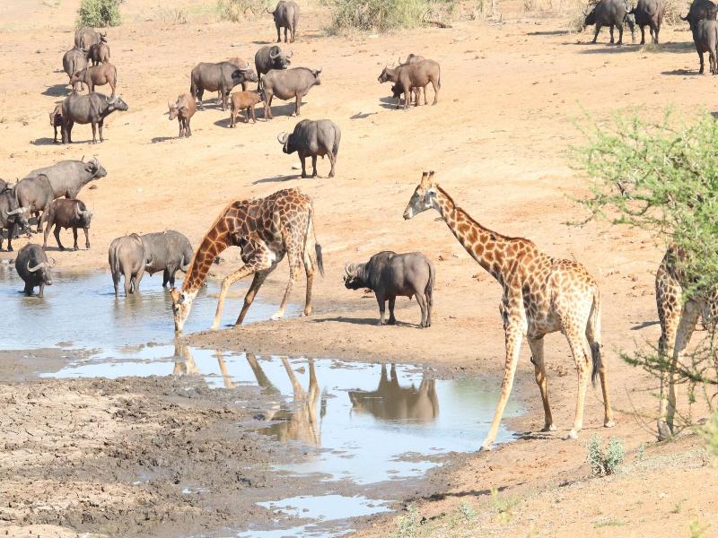 Phelwana Game Lodge image