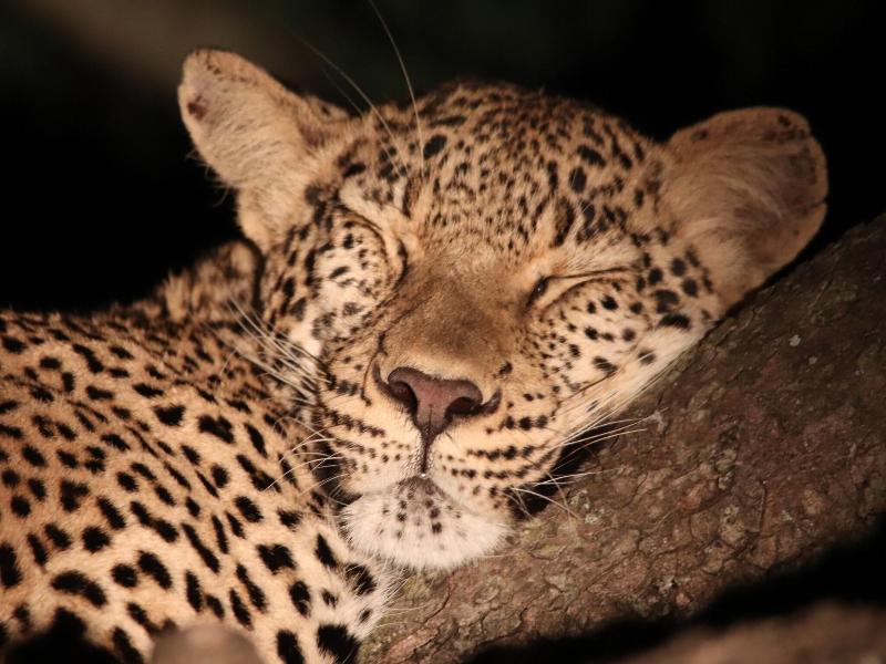 Phelwana Game Lodge image