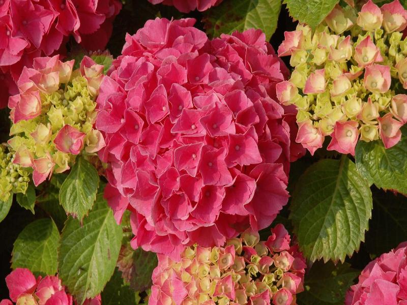 B&b Bloemenweelde image
