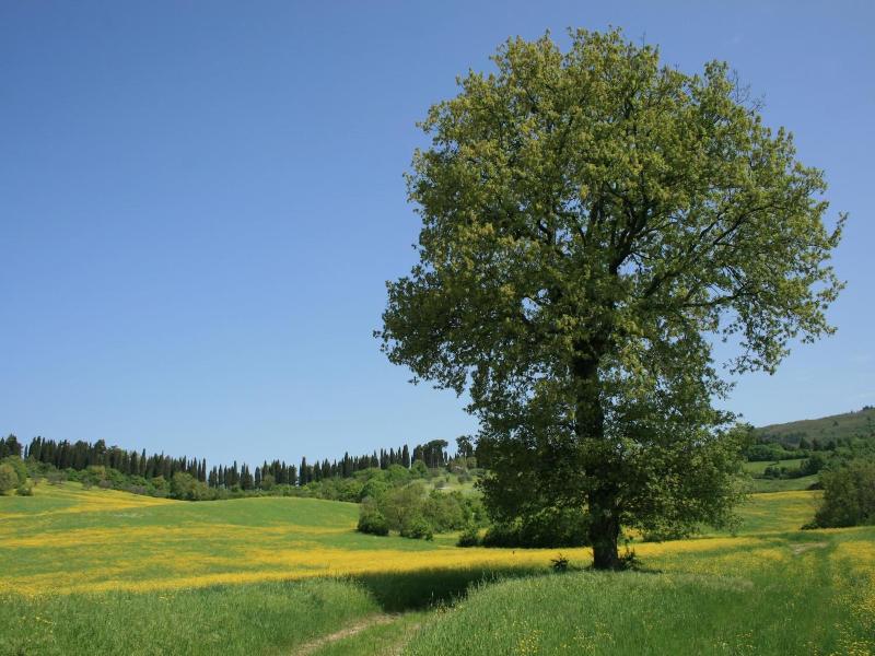 Florence Country Residence image