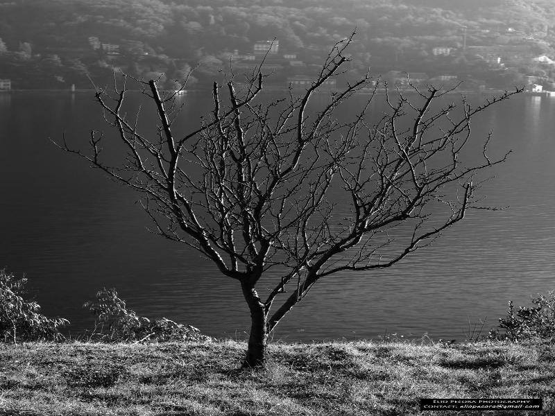 Appartamenti Monti Como Lake image