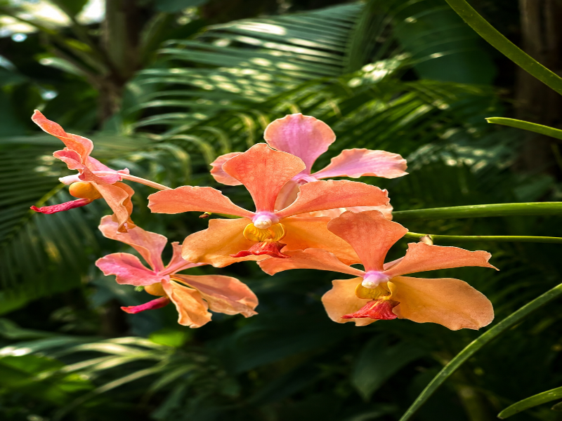 Vanara Bungalows image