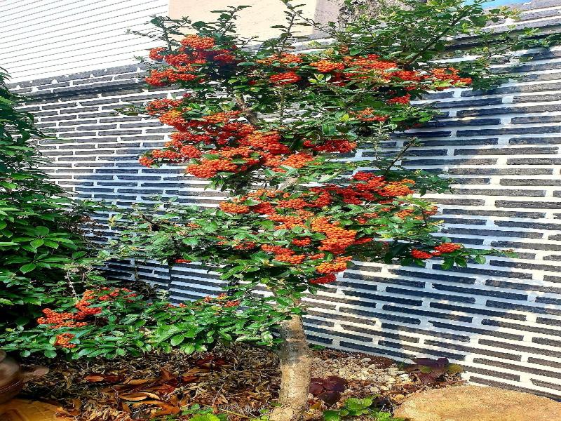 Hanok1957 image