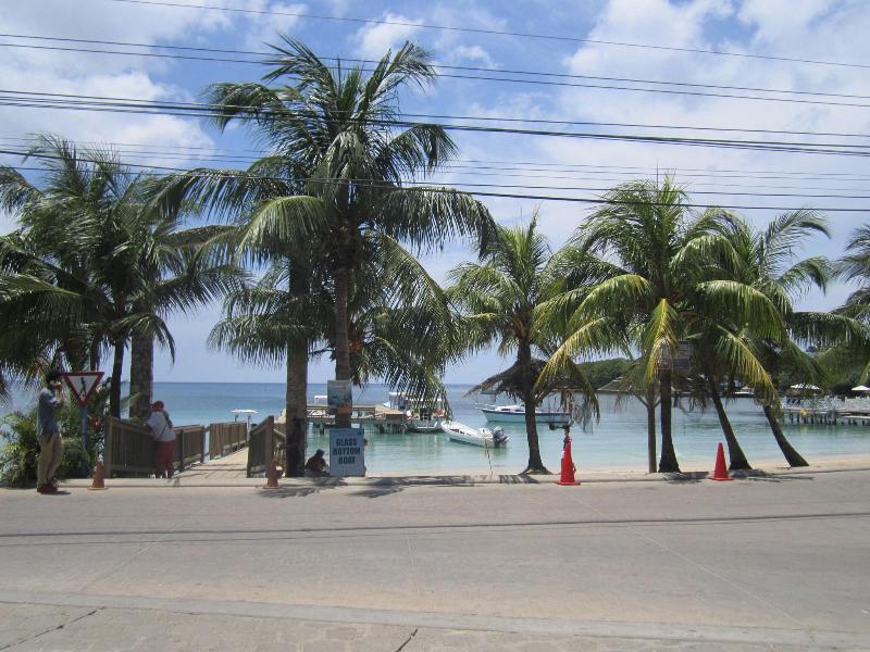 Coconut Tree West End image