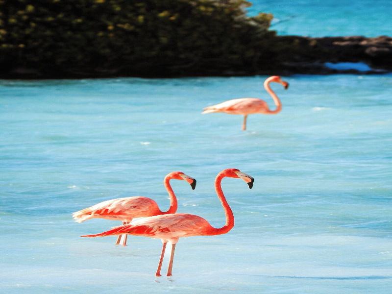Bloozz Resort Bonaire image