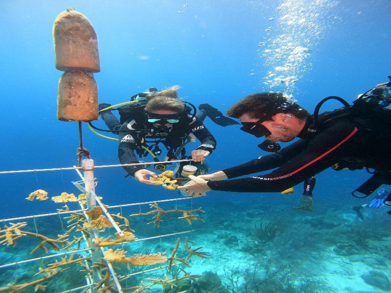 Bloozz Resort Bonaire image