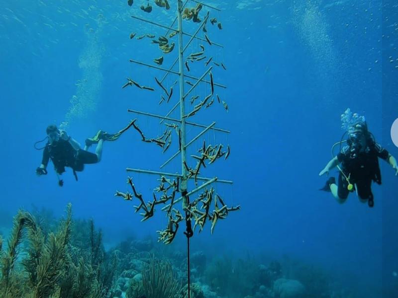 Bloozz Resort Bonaire image
