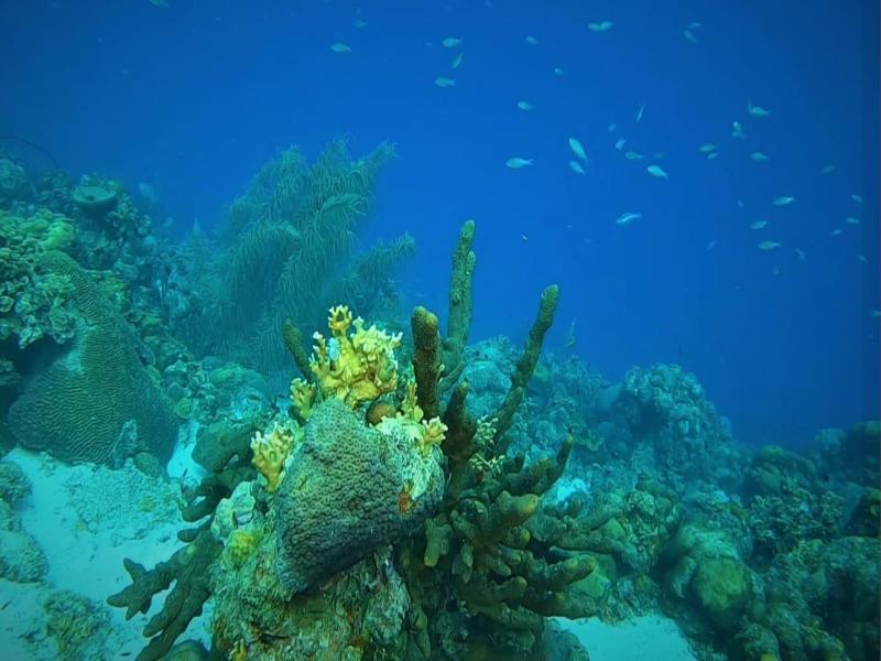 Bloozz Resort Bonaire image