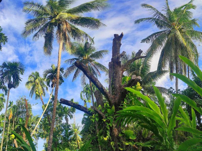 S Ekar Pinang Langkawi image