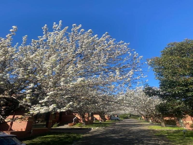 Mt Waverley Townhouses image