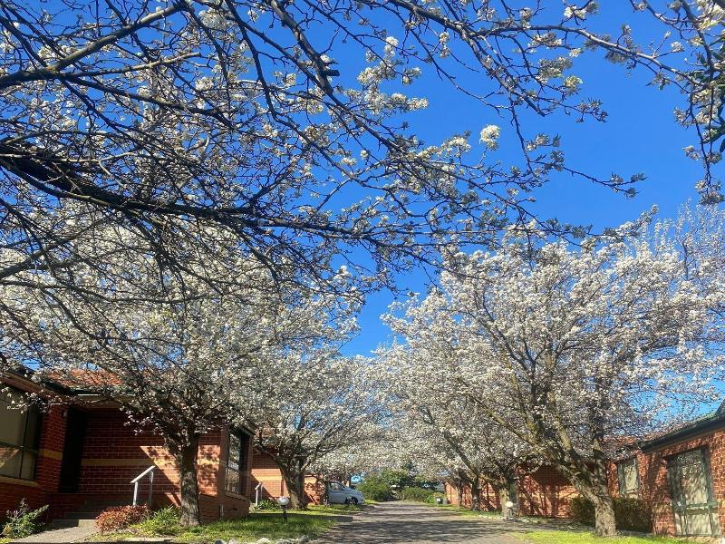 Mt Waverley Townhouses image