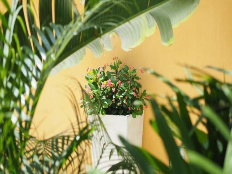 Hotel Casa Cytia image