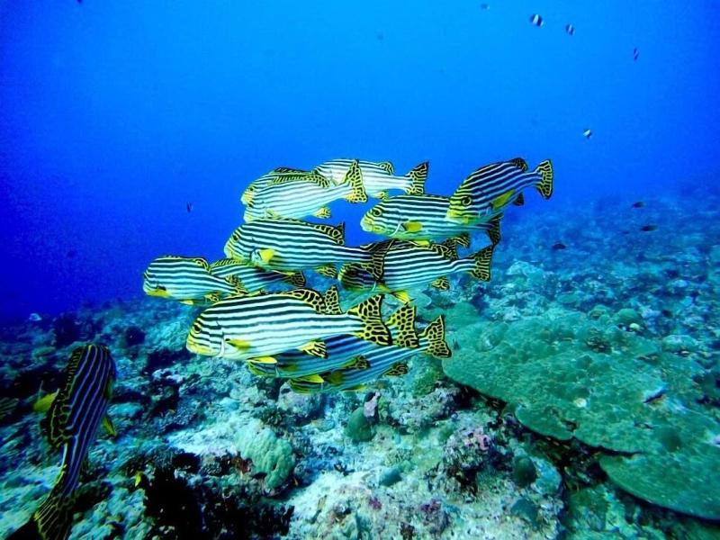 Viva Beach Spa Maldives image