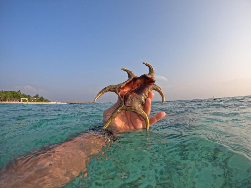 Viva Beach Spa Maldives image