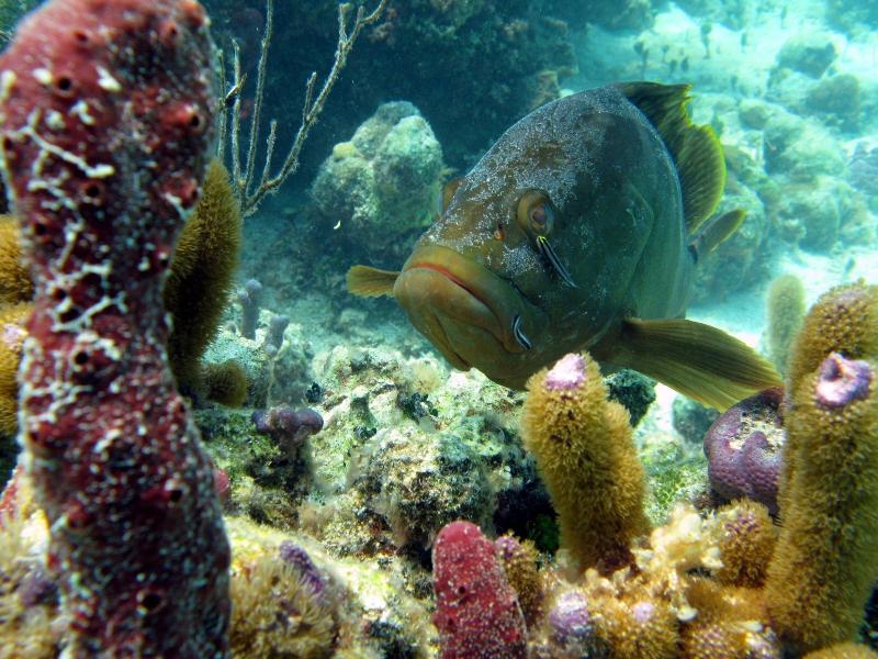 Beachfront At Windsong On The Reef image