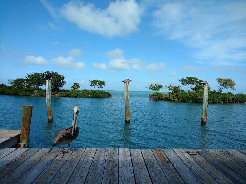 Conch Key Fishing Lodge And Marina