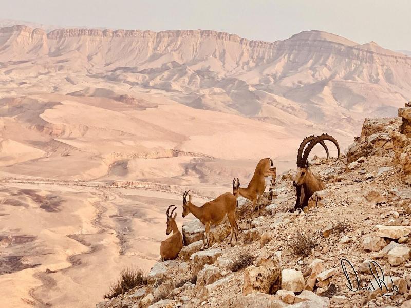 Roxon Desert Arad image