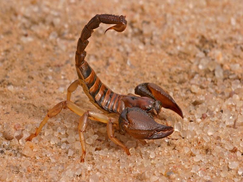 Roxon Desert Arad image