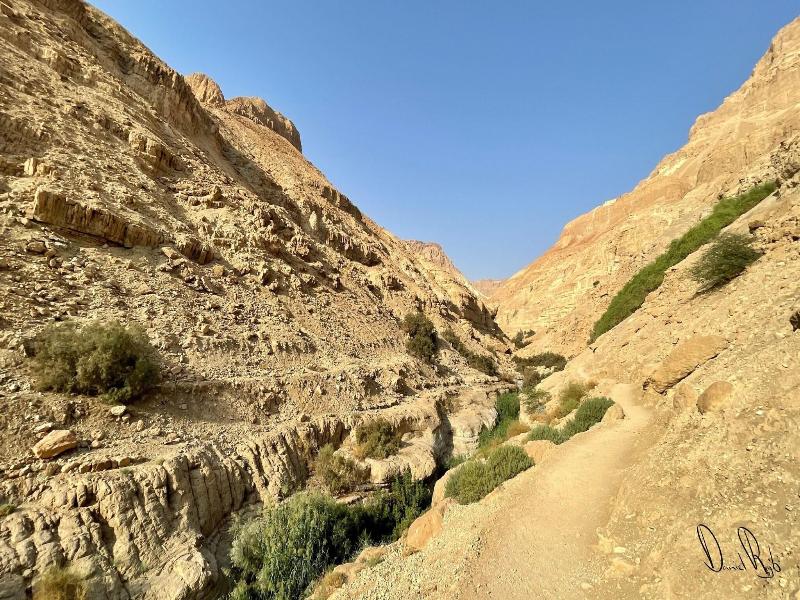 Roxon Desert Arad image