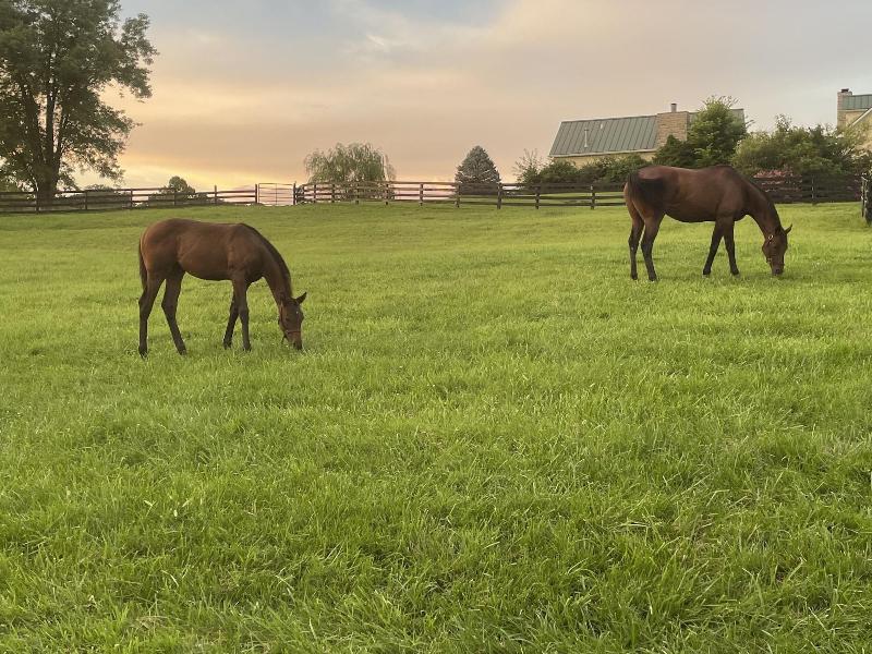 Pillow And Paddock B B