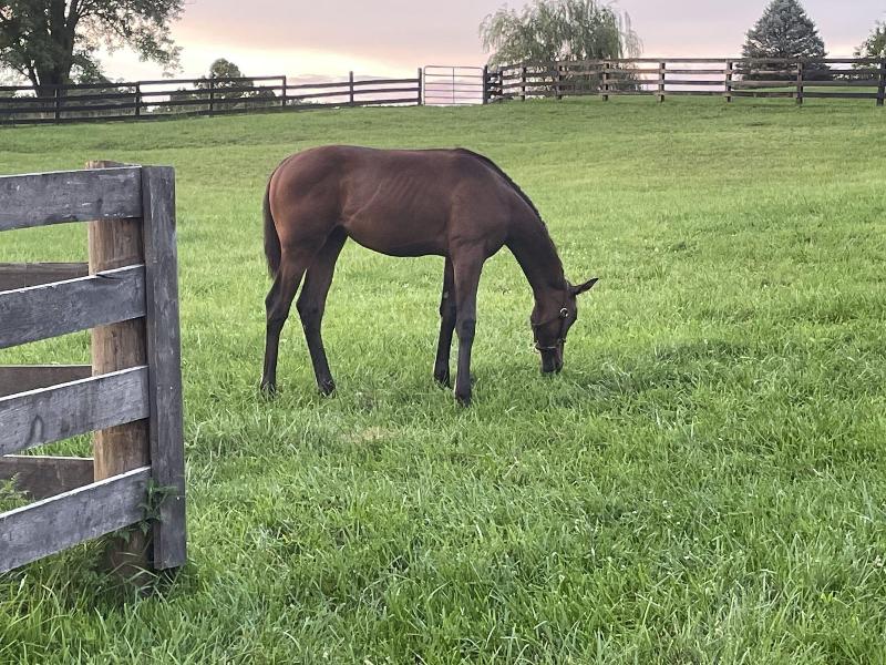 Pillow And Paddock B B