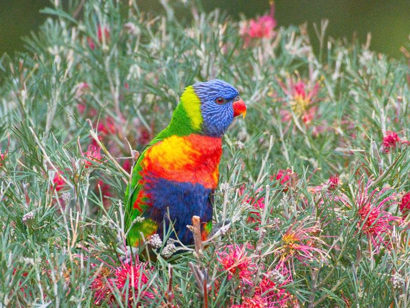 Emu Bay Holiday Homes image
