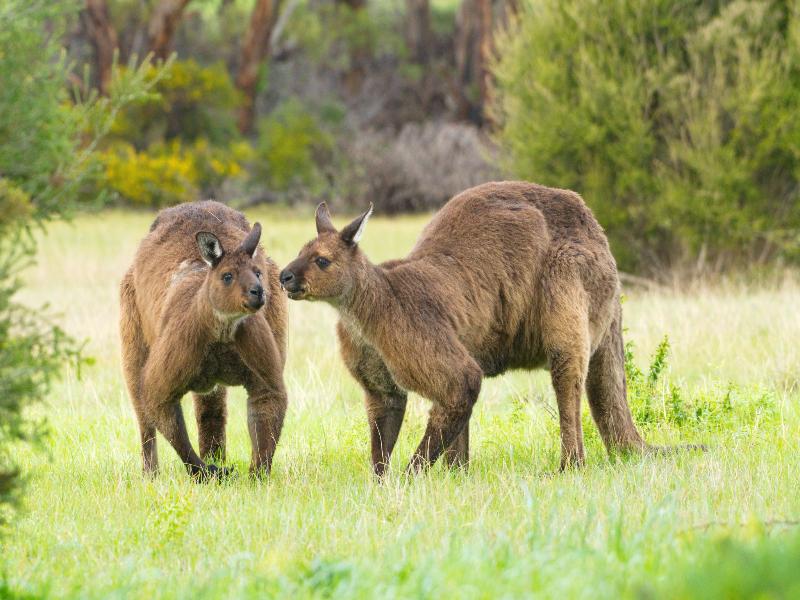 Emu Bay Holiday Homes image