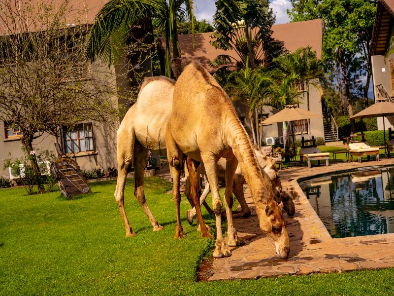 Weruweru River Lodge image