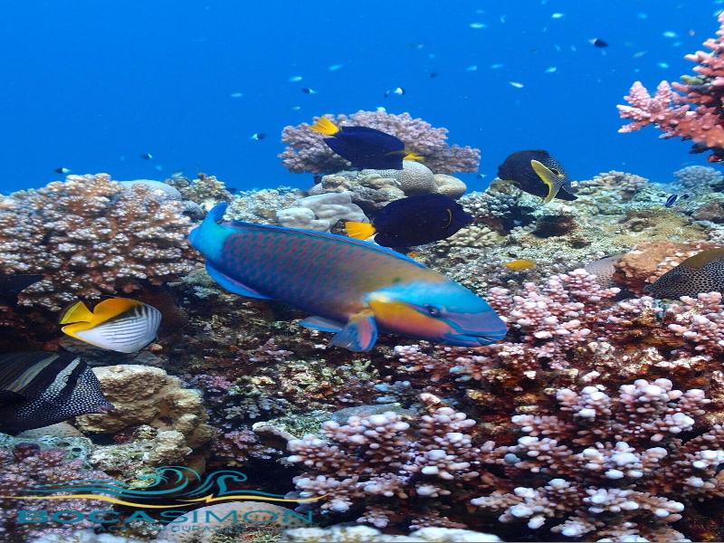Boca Simon Vacation Curacao image